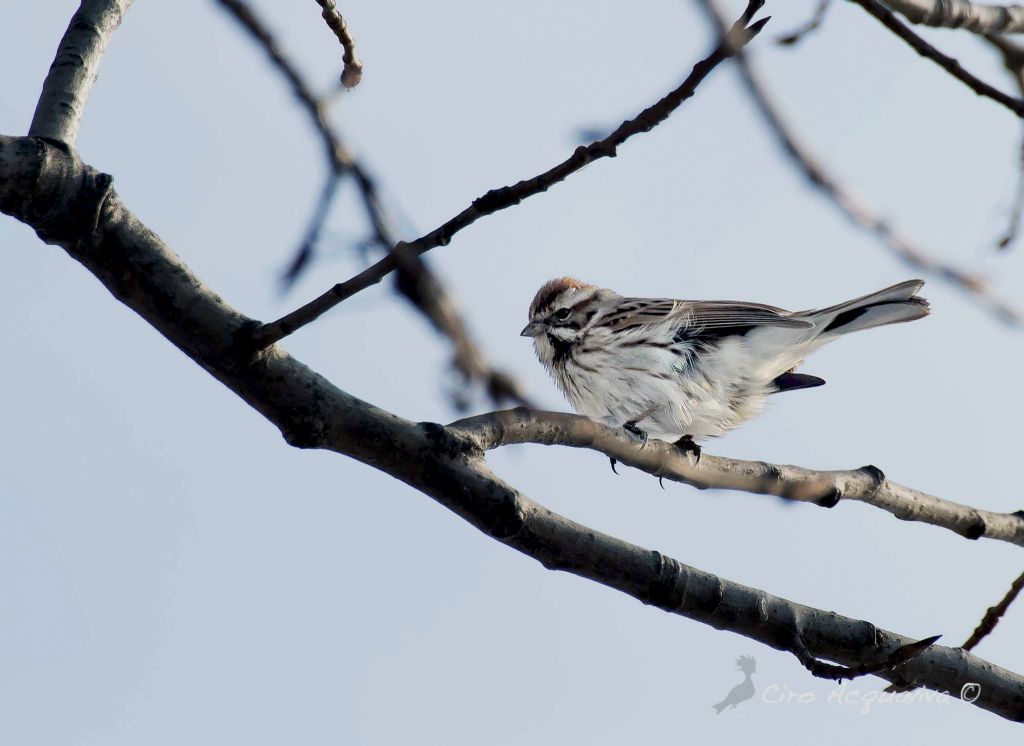 Migliarino di palude